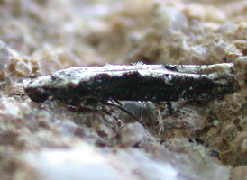 Coleotechnites quercivorella